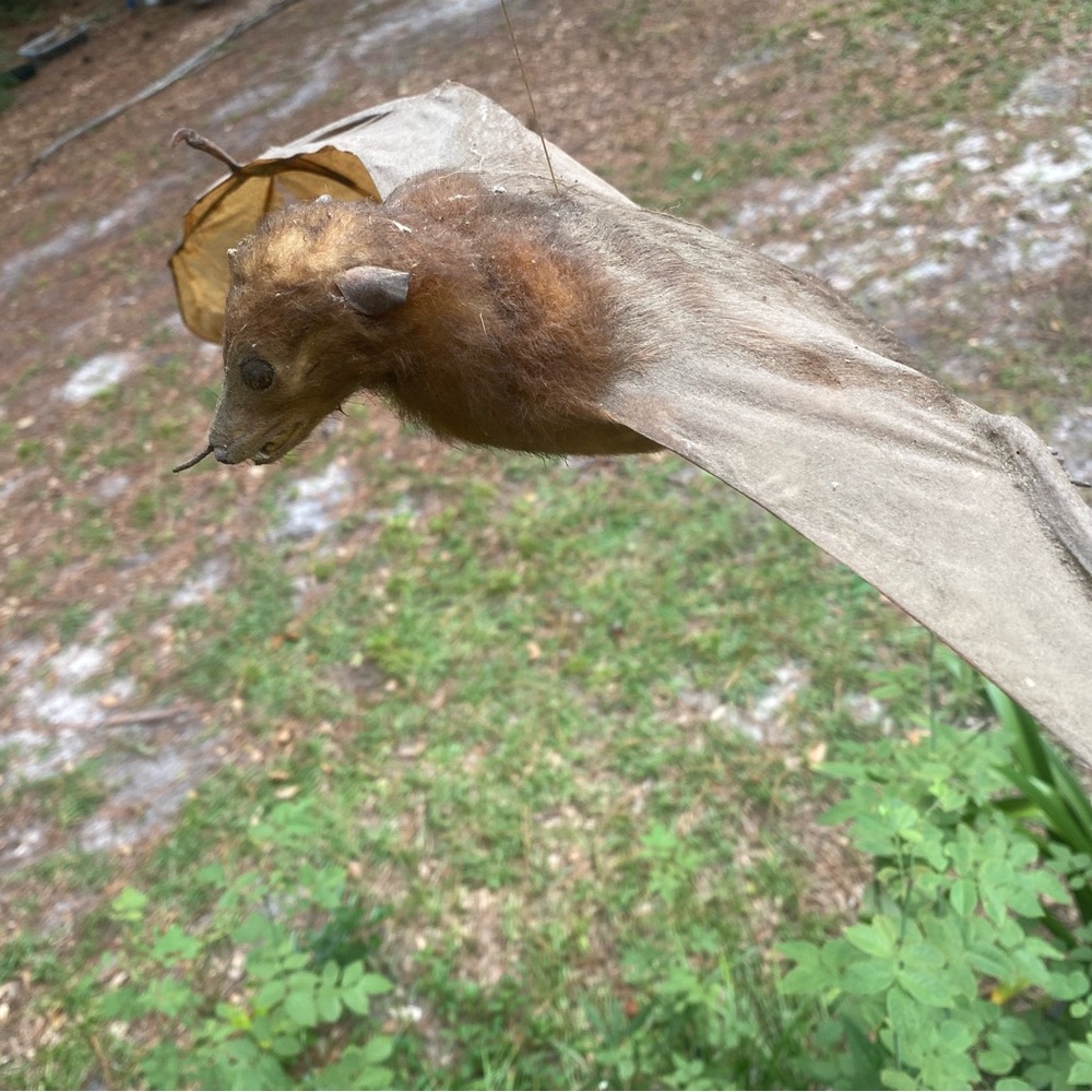 Large Brown Taxidermy Bat - Picture 11 of 11